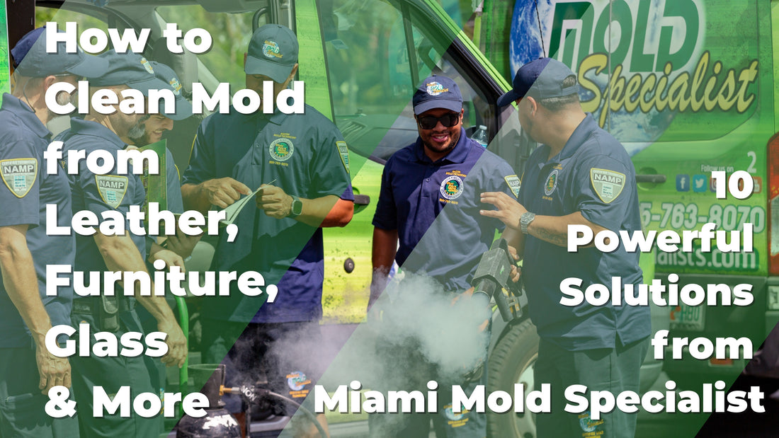 how to clean mold from leather, furniture, glass, & more. 10 powerful solutions from Miami Mold Specialists 